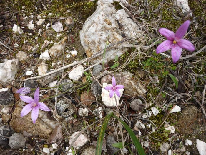 Elythranthera - enamel orchid ellis_brook_d_050.JPG